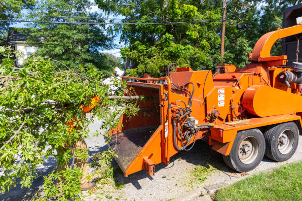 Tree Branch Trimming in Blue Ridge, VA